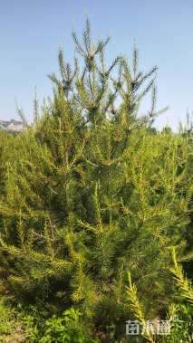 高度250厘米白皮松