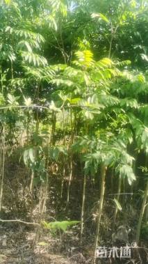 高度50厘米无患子小苗