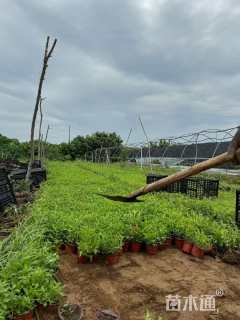 高度15厘米婆婆纳