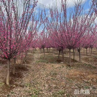 20公分红梅