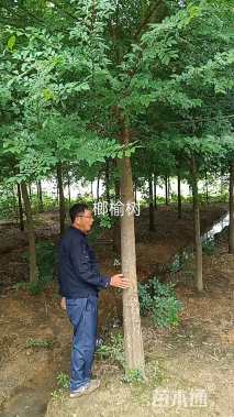10公分榆树