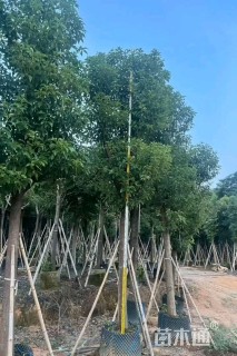15公分香樟