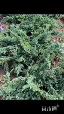 高度40厘米铺地柏