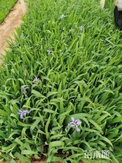 高度15厘米鸢尾