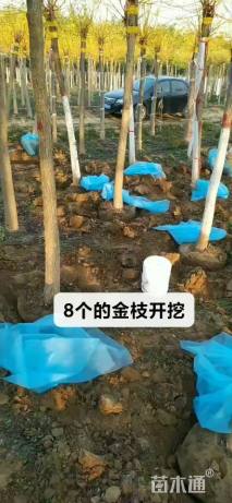 8公分金枝槐
