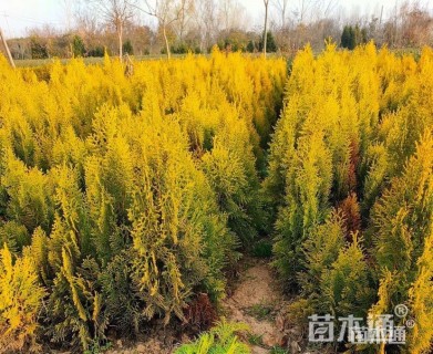 高度50厘米洒金柏