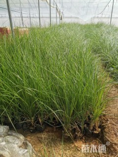 高度60厘米拂子茅