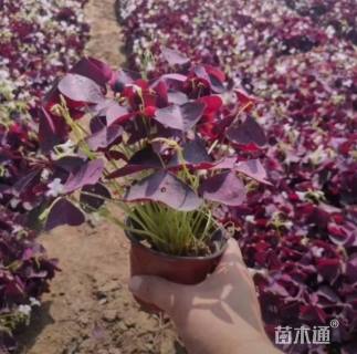 高度16厘米红花酢浆草