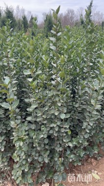 高度100厘米北海道黄杨