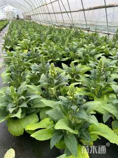 高度20厘米毛地黄