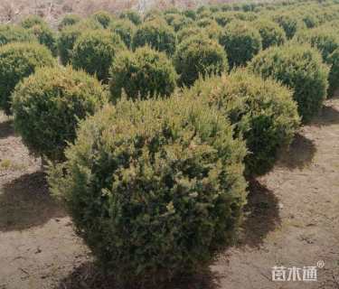 冠幅80厘米刺柏球