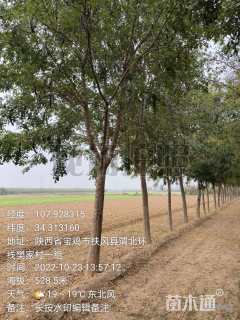 18公分皂荚