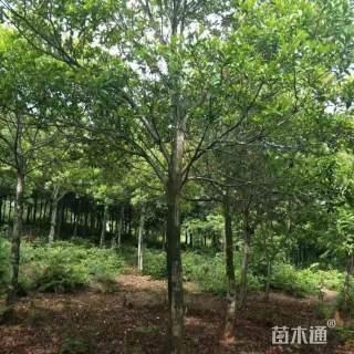 10公分杜英