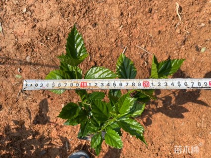 高度25厘米扶桑