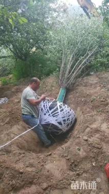 10公分北美海棠