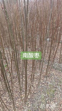 0.6公分桂花