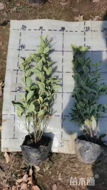 高度30厘米金边黄杨