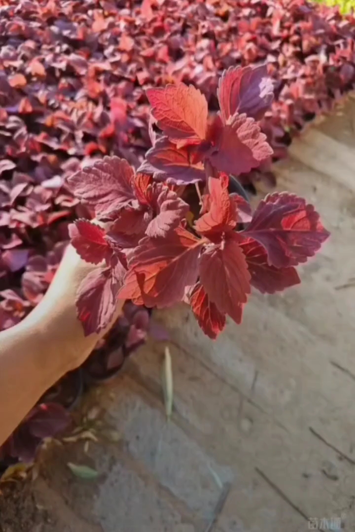 高度20厘米彩叶草