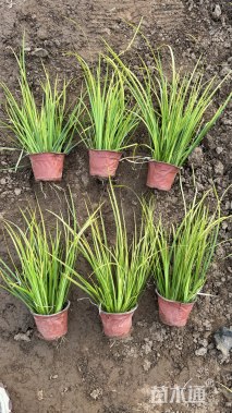 高度15厘米石菖蒲