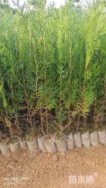 高度50厘米侧柏