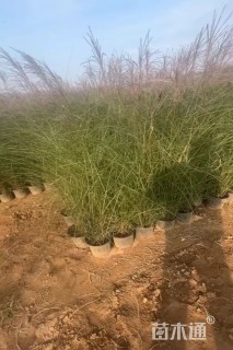 高度100厘米细叶芒
