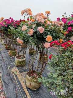 高度90厘米月季