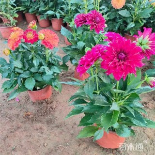 高度20厘米小丽花