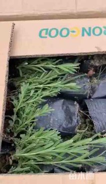 高度20厘米薰衣草