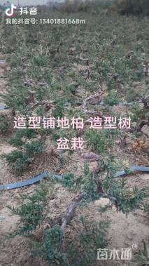 高度45厘米铺地柏