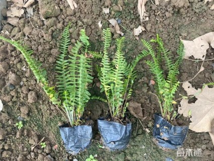 高度20厘米肾蕨