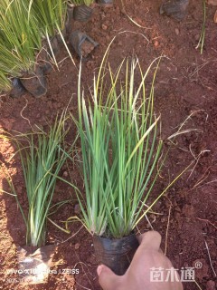 高度20厘米金叶石菖蒲