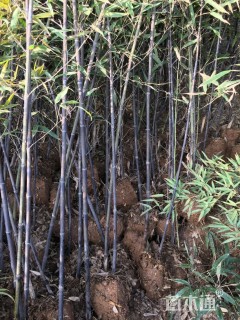 地栽苗紫竹