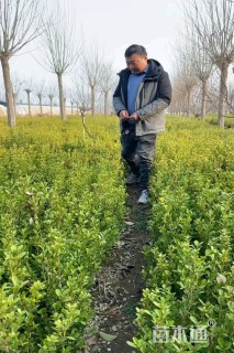 高度40厘米瓜子黄杨