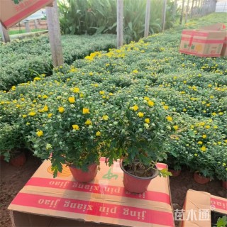 高度50厘米国庆菊