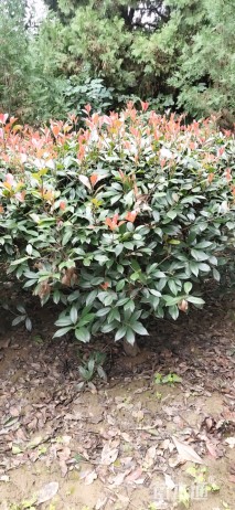 冠幅300厘米红叶石楠球