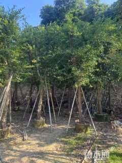 10公分红皮榕