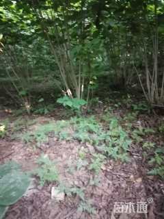 高度1.5厘米紫荆