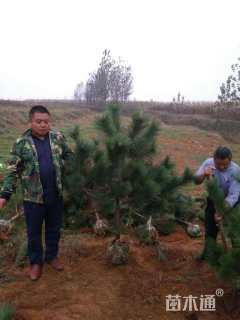 高度250厘米油松