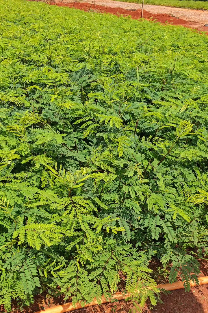 0.1公分银合欢