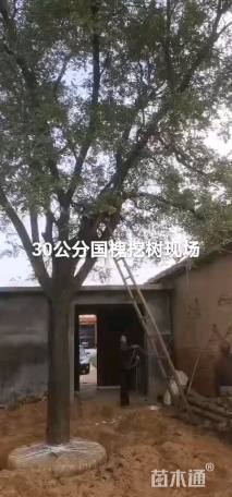 30公分国槐