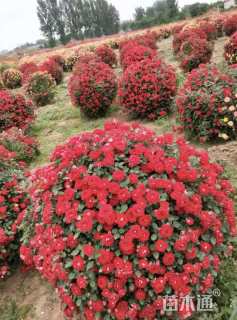 冠幅180厘米月季花球