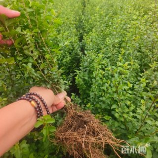 高度45厘米小叶女贞
