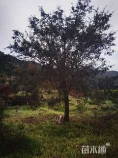 20公分南方红豆杉