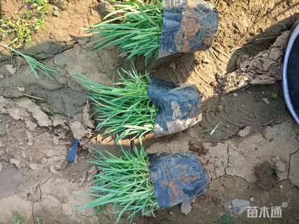 高度15厘米五彩石竹