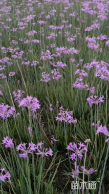 高度10厘米紫娇花