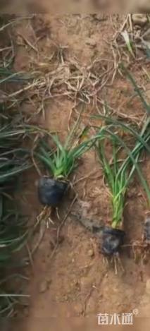 高度20厘米火炬花