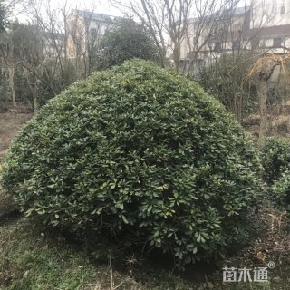 冠幅350厘米海桐球