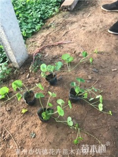 高度20厘米活血丹