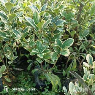 高度38厘米金边黄杨