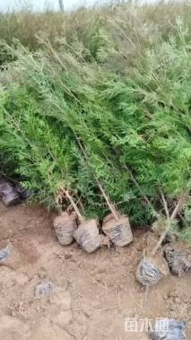 高度300厘米侧柏